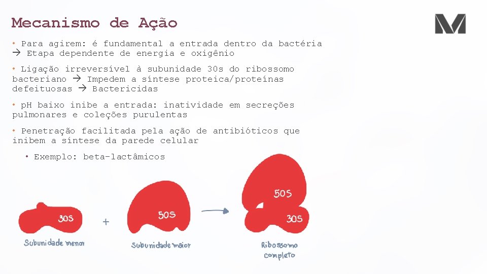 Mecanismo de Ação • Para agirem: é fundamental a entrada dentro da bactéria Etapa