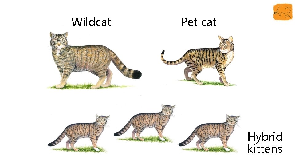 Wildcat Pet cat Hybrid kittens 