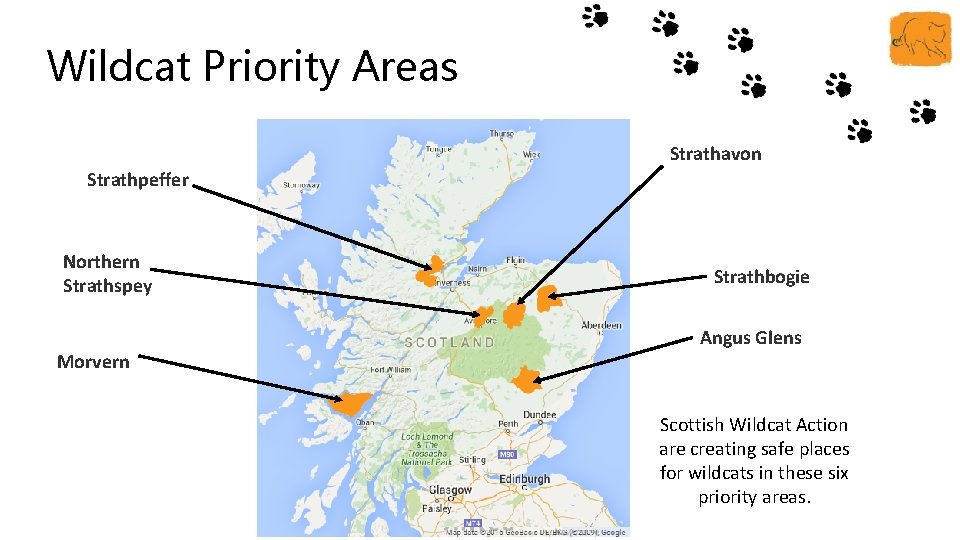 Wildcat Priority Areas Strathpeffer Northern Strathspey Morvern Strathavon Strathbogie Angus Glens Scottish Wildcat Action