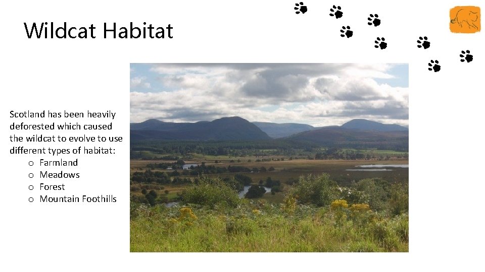 Wildcat Habitat Scotland has been heavily deforested which caused the wildcat to evolve to