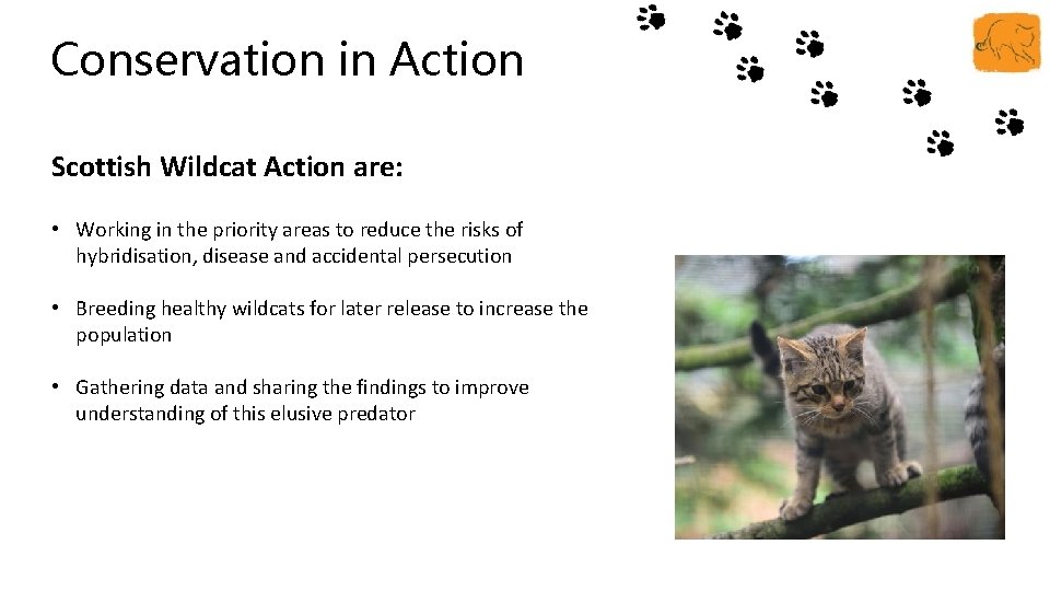 Conservation in Action Scottish Wildcat Action are: • Working in the priority areas to