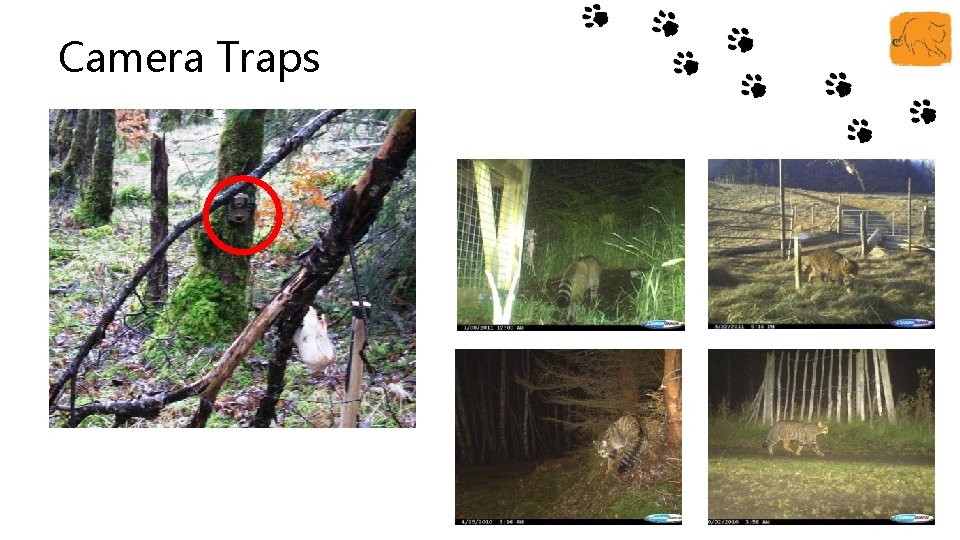 Camera Traps 