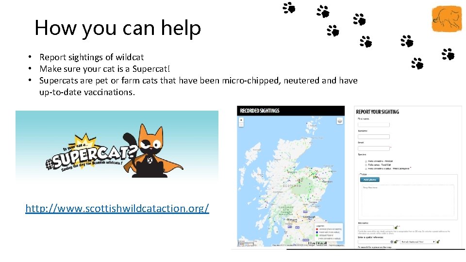 How you can help • Report sightings of wildcat • Make sure your cat
