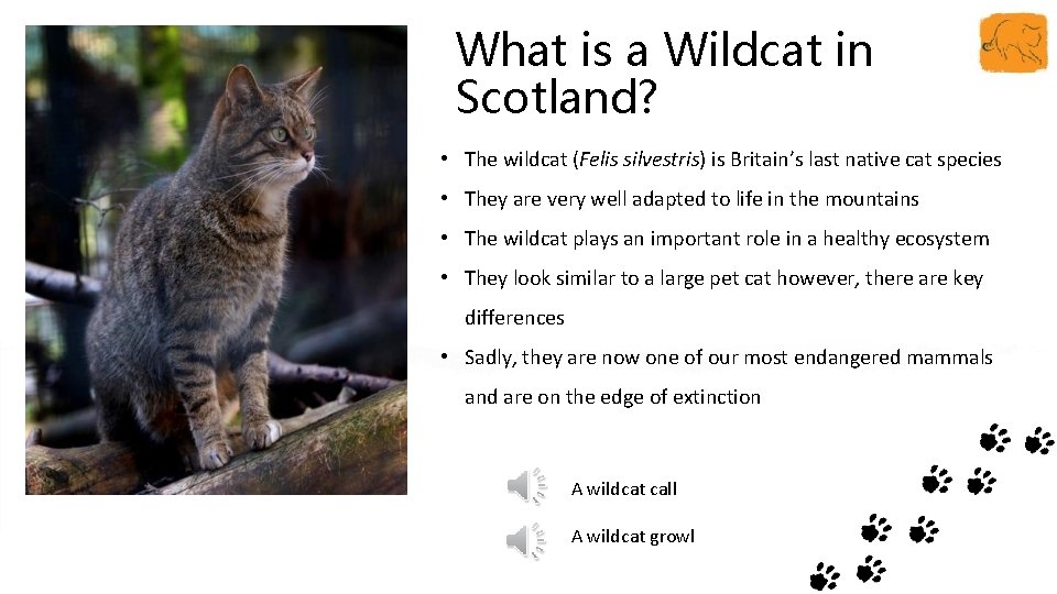 What is a Wildcat in Scotland? • The wildcat (Felis silvestris) is Britain’s last