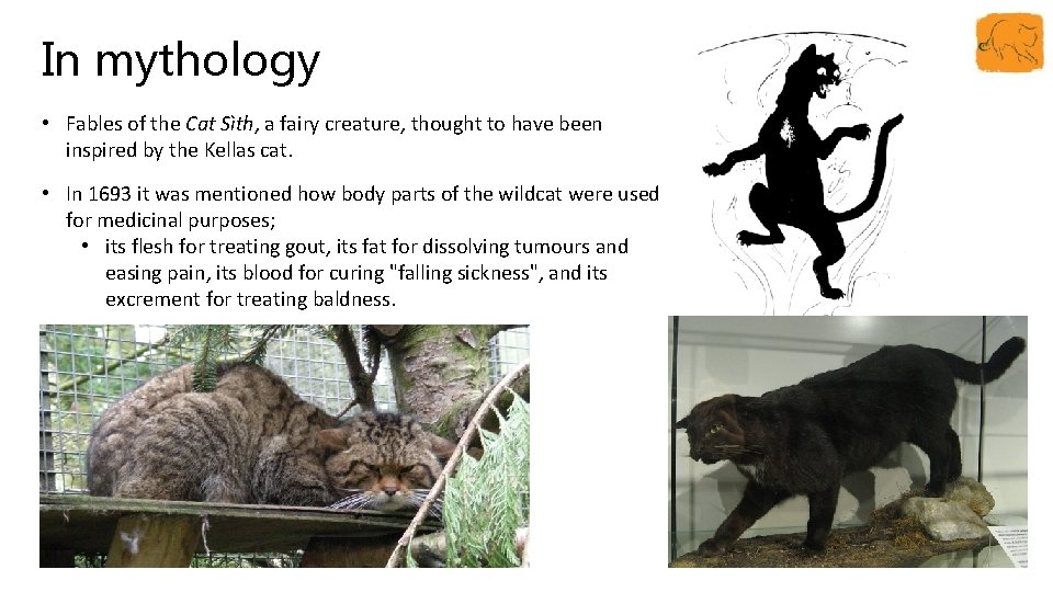 In mythology • Fables of the Cat Sìth, a fairy creature, thought to have