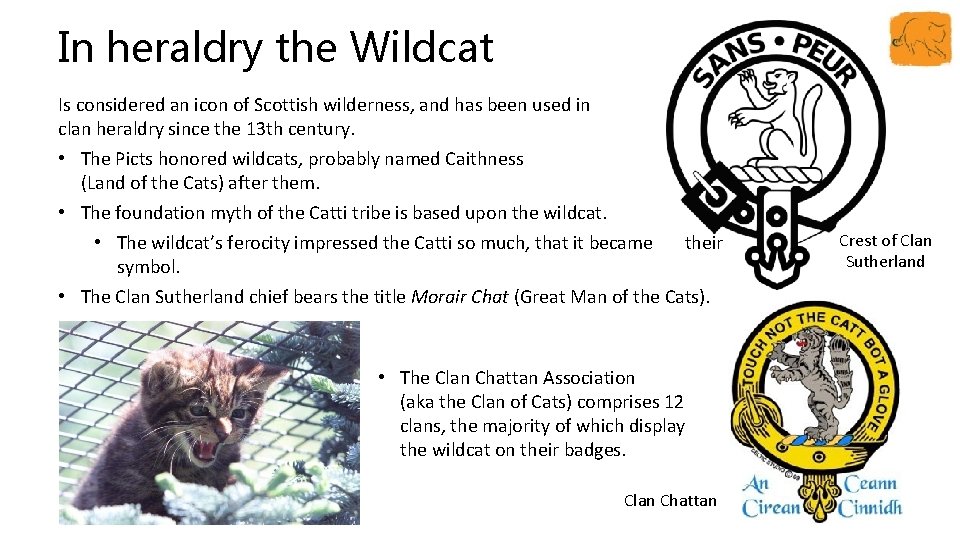 In heraldry the Wildcat Is considered an icon of Scottish wilderness, and has been