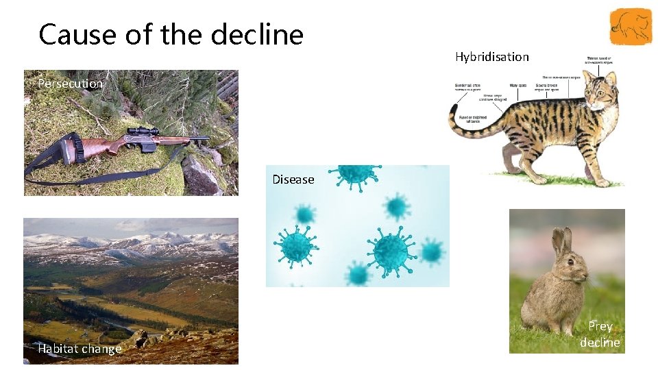 Cause of the decline Hybridisation Persecution Disease Habitat change Prey decline 