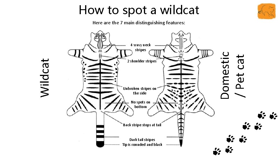 How to spot a wildcat Wildcat 4 wavy neck stripes 2 shoulder stripes Unbroken