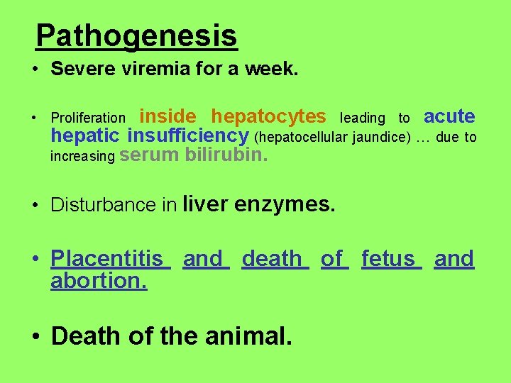 Pathogenesis • Severe viremia for a week. inside hepatocytes leading to acute hepatic insufficiency