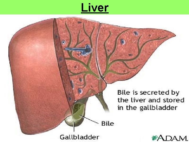 Liver 