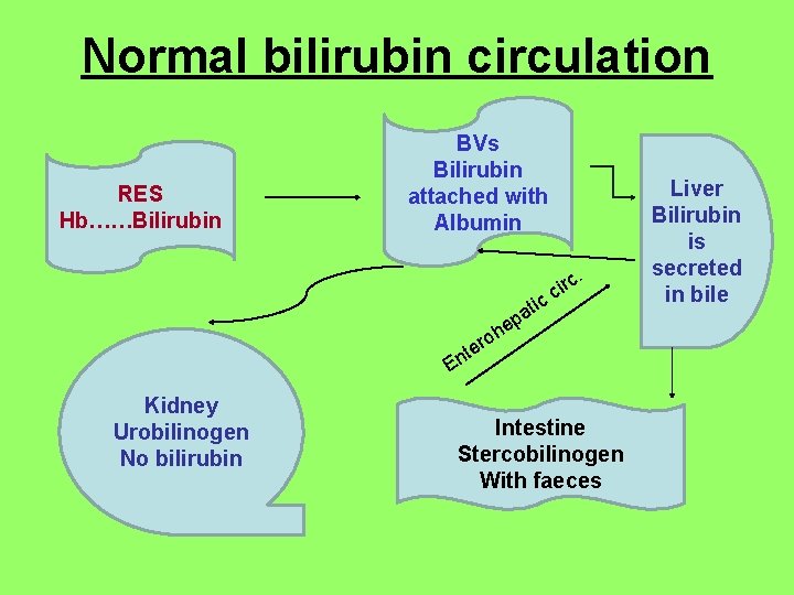 Normal bilirubin circulation RES Hb……Bilirubin BVs Bilirubin attached with Albumin c. r i cc