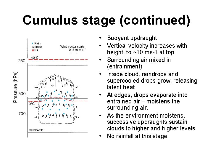 Cumulus stage (continued) • Buoyant updraught • Vertical velocity increases with height, to ~10