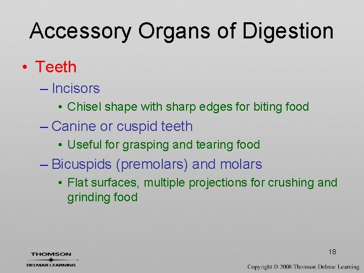 Accessory Organs of Digestion • Teeth – Incisors • Chisel shape with sharp edges