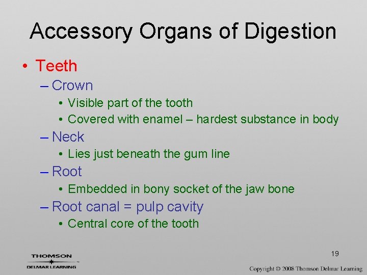 Accessory Organs of Digestion • Teeth – Crown • Visible part of the tooth