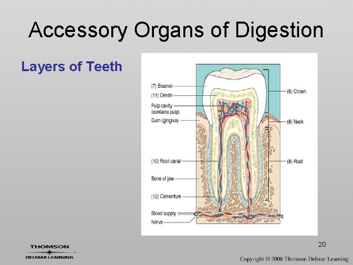 Accessory Organs of Digestion Layers of Teeth 20 