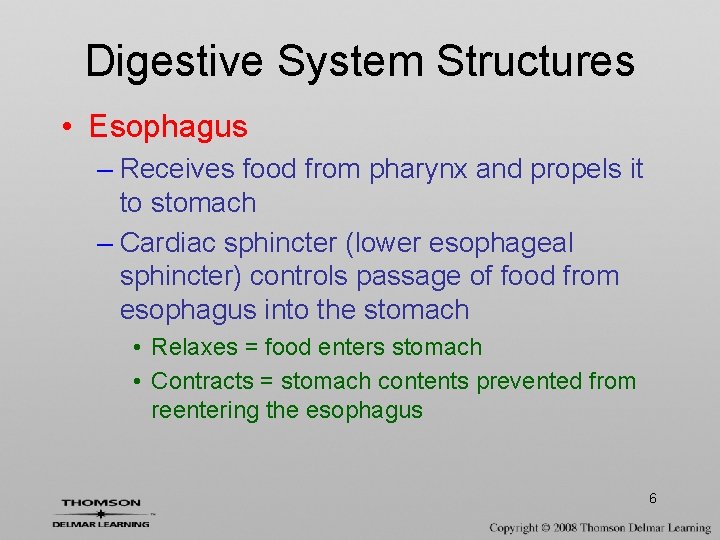 Digestive System Structures • Esophagus – Receives food from pharynx and propels it to