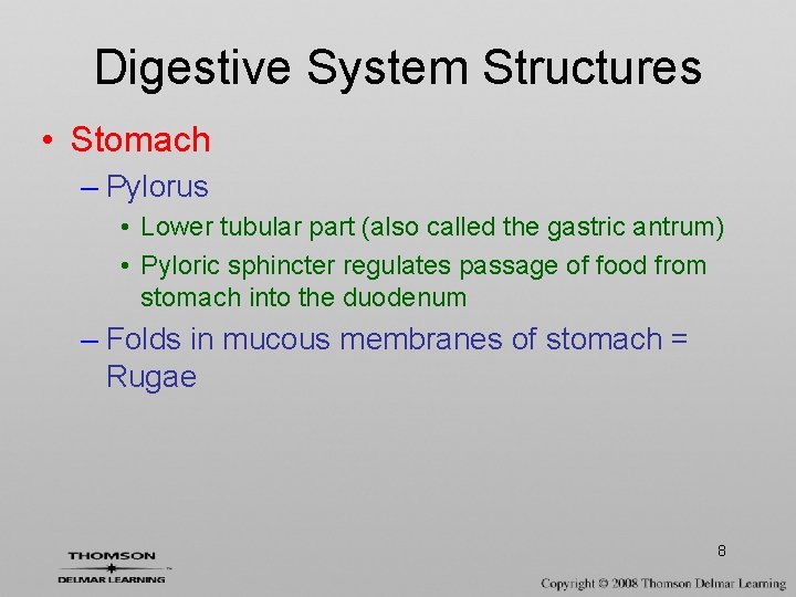 Digestive System Structures • Stomach – Pylorus • Lower tubular part (also called the