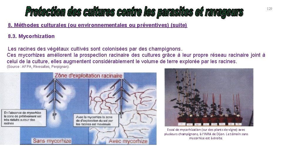 129 8. Méthodes culturales (ou environnementales ou préventives) (suite) 8. 3. Mycorhization Les racines