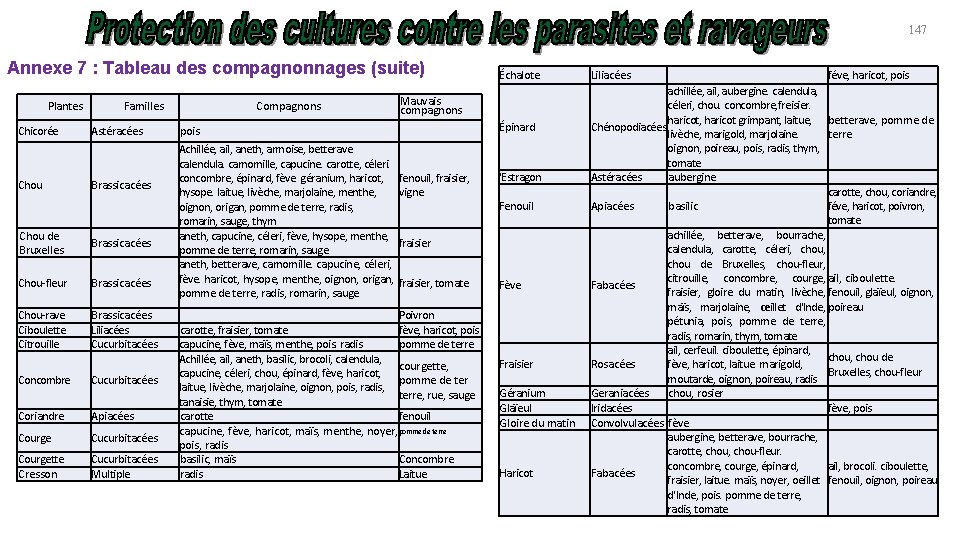 147 Annexe 7 : Tableau des compagnonnages (suite) Plantes Chicorée Chou Familles Astéracées Brassicacées