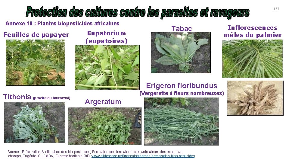 157 Annexe 10 : Plantes biopesticides africaines Feuilles de papayer Eupatorium (eupatoires) Tabac Inflorescences