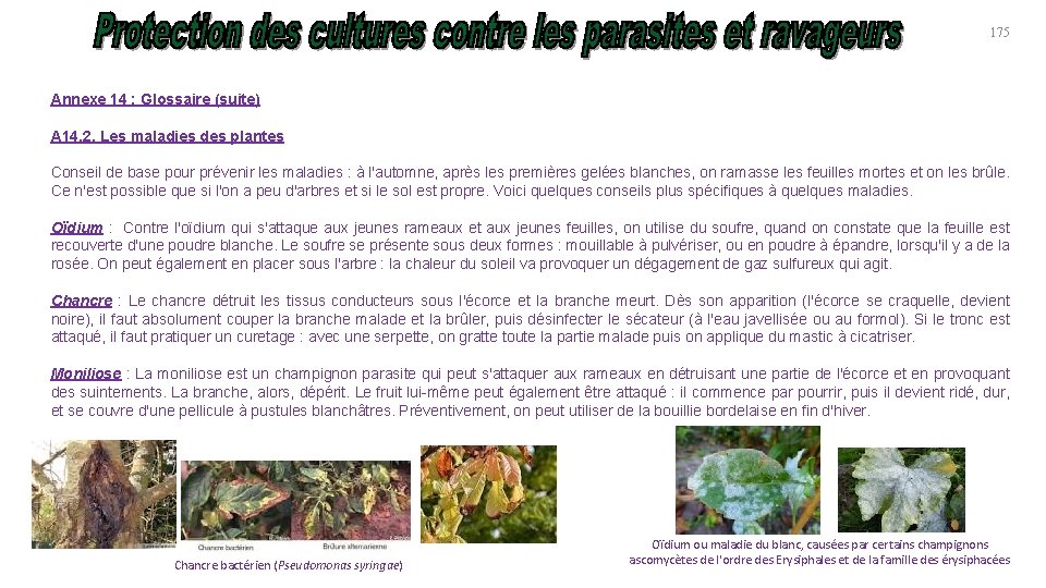 175 Annexe 14 : Glossaire (suite) A 14. 2. Les maladies des plantes Conseil