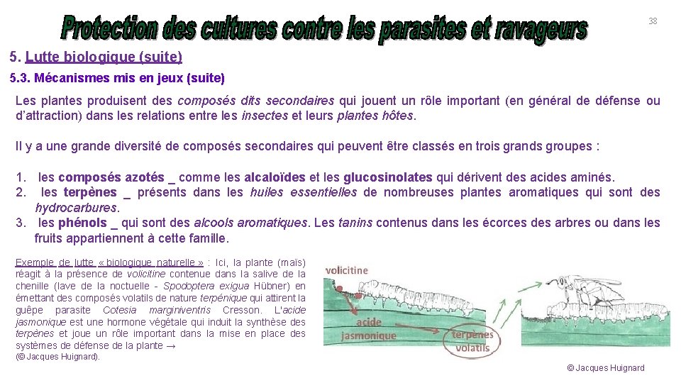 38 5. Lutte biologique (suite) 5. 3. Mécanismes mis en jeux (suite) Les plantes