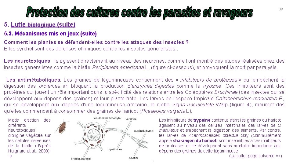 39 5. Lutte biologique (suite) 5. 3. Mécanismes mis en jeux (suite) Comment les