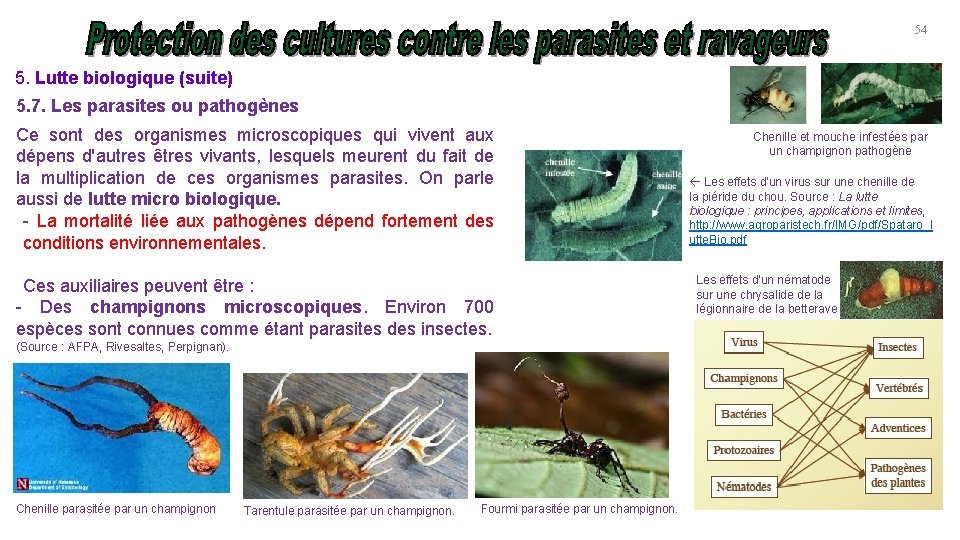 54 5. Lutte biologique (suite) 5. 7. Les parasites ou pathogènes Ce sont des