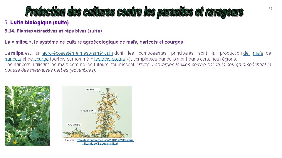 85 5. Lutte biologique (suite) 5. 14. Plantes attractives et répulsives (suite) La «