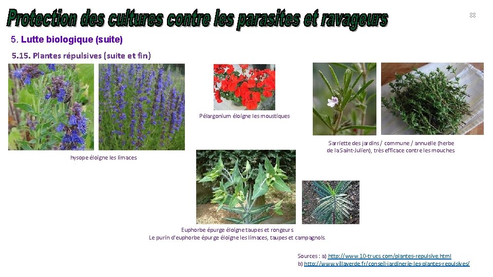 88 5. Lutte biologique (suite) 5. 15. Plantes répulsives (suite et fin) Pélargonium éloigne