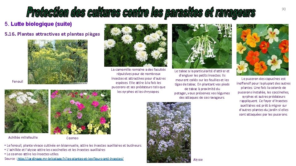 90 5. Lutte biologique (suite) 5. 16. Plantes attractives et plantes pièges La camomille