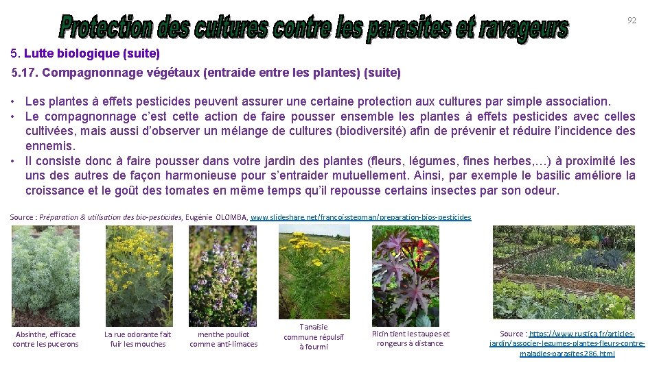 92 5. Lutte biologique (suite) 5. 17. Compagnonnage végétaux (entraide entre les plantes) (suite)