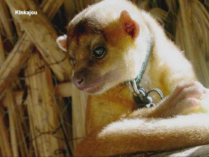 Kinkajou 