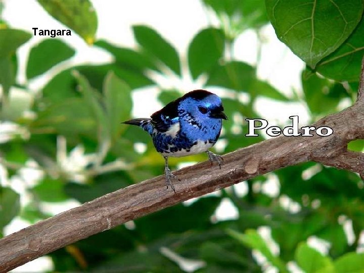 Tangara 