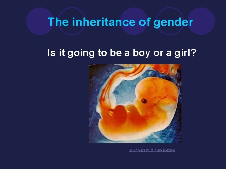 The inheritance of gender Is it going to be a boy or a girl?