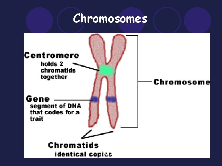 Chromosomes copyright cmassengale 2 