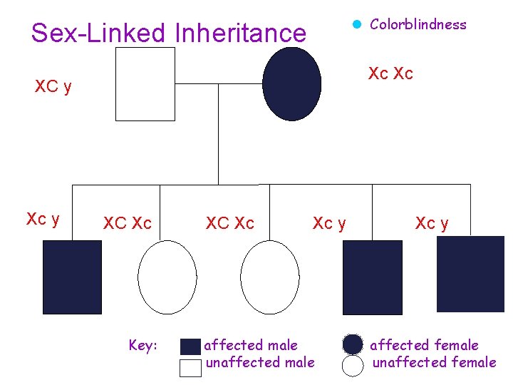 l Colorblindness Sex-Linked Inheritance Xc Xc XC y Xc y XC Xc Key: XC