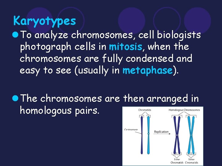 Karyotypes l To analyze chromosomes, cell biologists photograph cells in mitosis, when the chromosomes