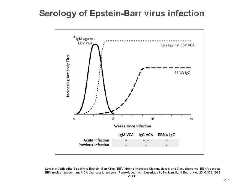 Serology of Epstein-Barr virus infection Alnoln Levels of Antibodies Specific to Epstein–Barr Virus (EBV) Serology of Epstein-Barr virus infection Alnoln Levels of Antibodies Specific to Epstein–Barr Virus (EBV)