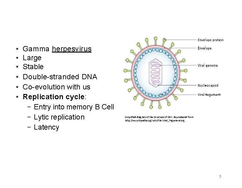• • • Gamma herpesvirus Large Stable Double-stranded DNA Co-evolution with us Replication • • • Gamma herpesvirus Large Stable Double-stranded DNA Co-evolution with us Replication