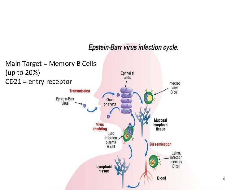 Main Target = Memory B Cells (up to 20%) CD 21 = entry receptor Main Target = Memory B Cells (up to 20%) CD 21 = entry receptor