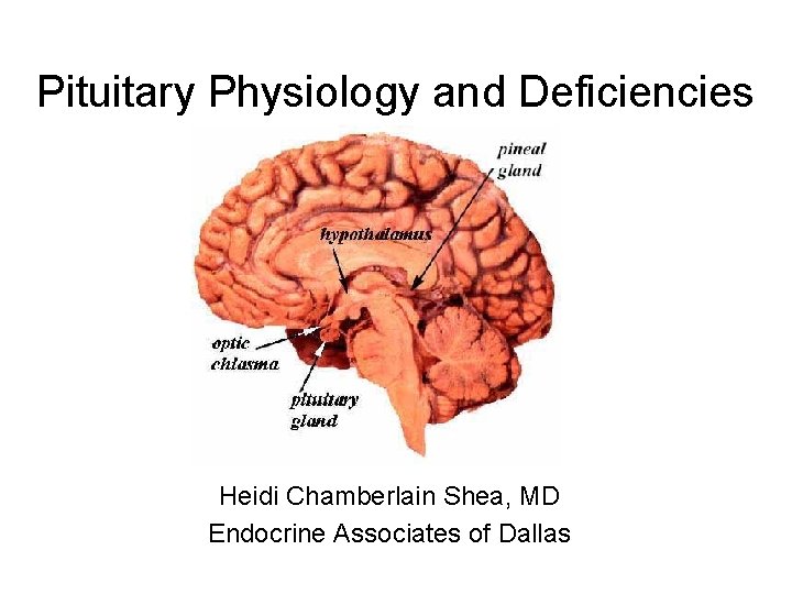 Pituitary Physiology and Deficiencies Heidi Chamberlain Shea, MD Endocrine Associates of Dallas 