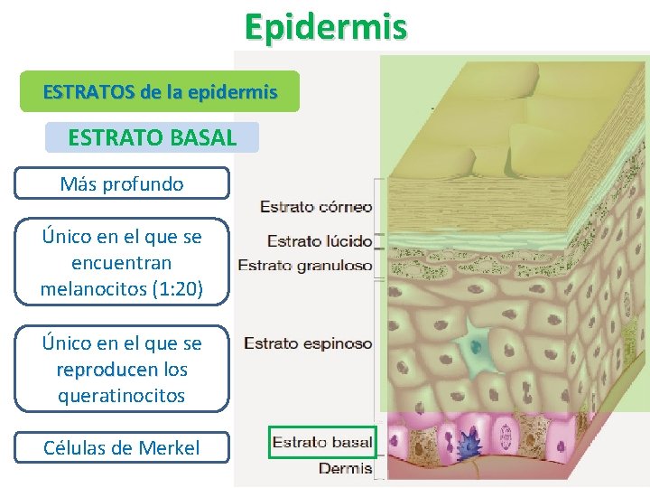 Epidermis ESTRATOS de la epidermis ESTRATO BASAL Más profundo Único en el que se