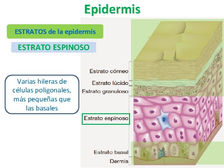 Epidermis ESTRATOS de la epidermis ESTRATO ESPINOSO Varias hileras de células poligonales, más pequeñas