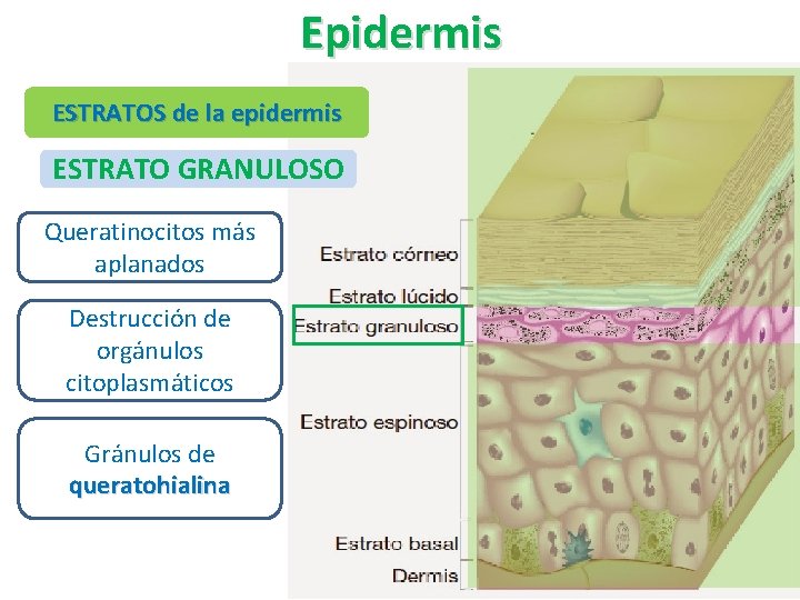 Epidermis ESTRATOS de la epidermis ESTRATO GRANULOSO Queratinocitos más aplanados Destrucción de orgánulos citoplasmáticos