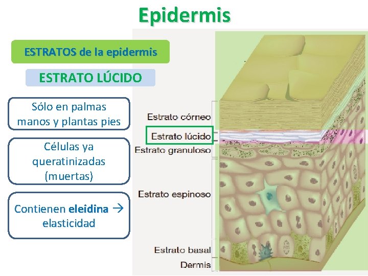 Epidermis ESTRATOS de la epidermis ESTRATO LÚCIDO Sólo en palmas manos y plantas pies