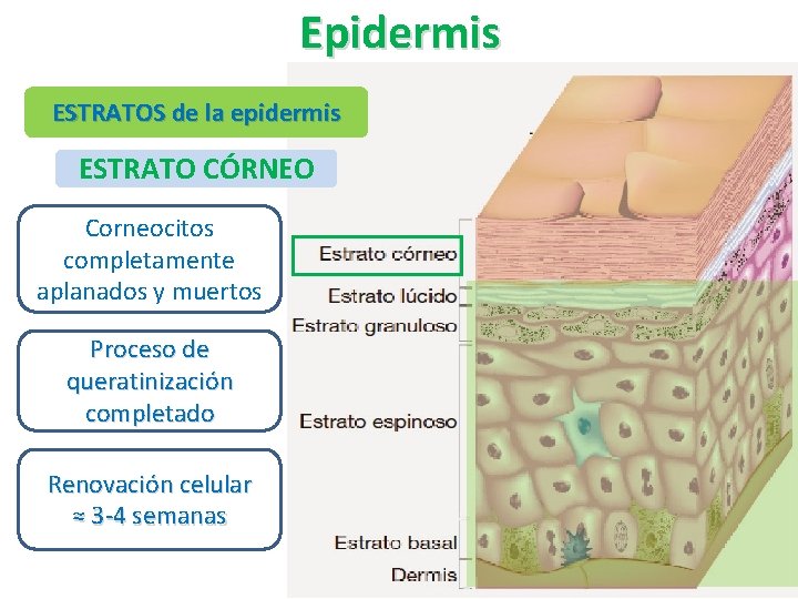 Epidermis ESTRATOS de la epidermis ESTRATO CÓRNEO Corneocitos completamente aplanados y muertos Proceso de