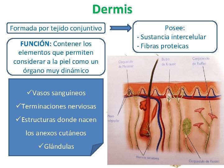 Dermis Formada por tejido conjuntivo FUNCIÓN: Contener los elementos que permiten considerar a la