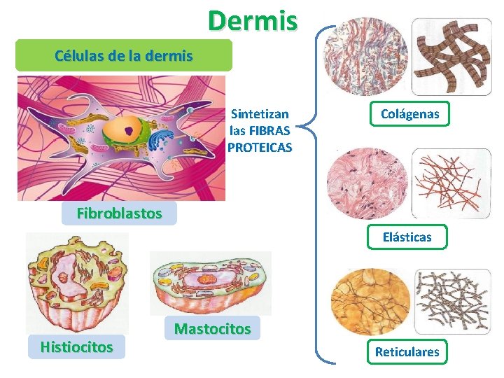 Dermis Células de la dermis Sintetizan las FIBRAS PROTEICAS Colágenas Fibroblastos Elásticas Histiocitos Mastocitos