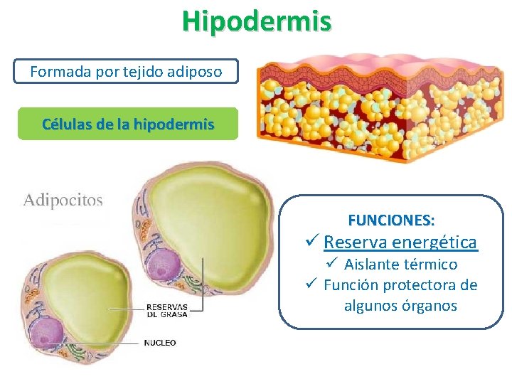 Hipodermis Formada por tejido adiposo Células de la hipodermis FUNCIONES: ü Reserva energética ü